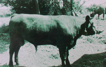 bull