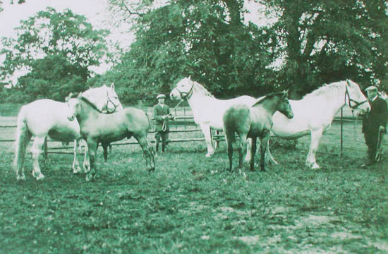 Percheron draught horses