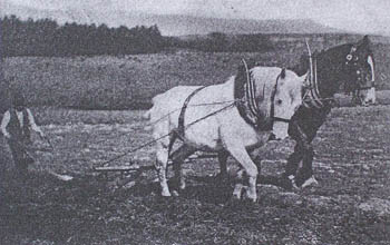 horse drawn plough