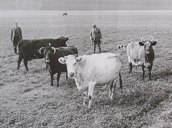 Shorthorn cattle