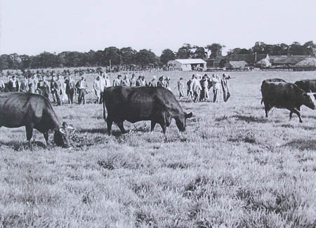 large group of visitors viewing cows